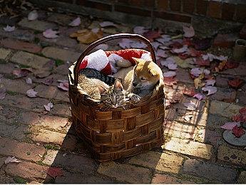 《命运2》夏促火热进行中，至日英雄即将到来